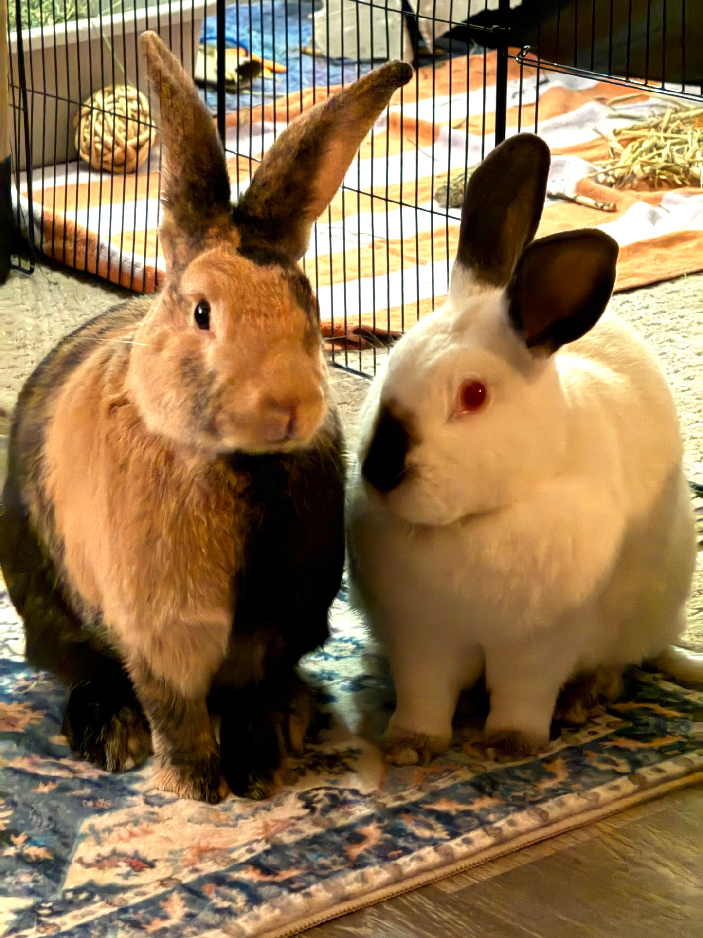 04/04/2026 - Bunny Meet & Greet